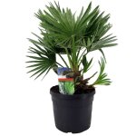Plant in a box - palmier nain - chamaerops 'vulcano' - hauteur 35 - 45cm - ?19cm Plant in a box - palmier nain - chamaerops 'vulcano' - hauteur 35 - 45cm - ?19cm