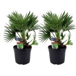 Plant in a box - palmier nain - set de 2 - chamaerops 'vulcano' - hauteur 35 - 45cm - ?19cm Plant in a box - palmier nain - set de 2 - chamaerops 'vulcano' - hauteur 35 - 45cm - ?19cm