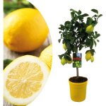 Citronnier - citrus limon - hauteur 60 - 70cm - ?19cm Citronnier - citrus limon - hauteur 60 - 70cm - ?19cm
