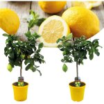 Plant in a box - citronnier - set de 2 - citrus limon - hauteur 60 - 70cm - ?19cm Plant in a box - citronnier - set de 2 - citrus limon - hauteur 60 - 70cm - ?19cm