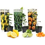 Mélange de citrons - set de 3 - citrus limon - hauteur 25 - 40cm - ?9cm Mélange de citrons - set de 3 - citrus limon - hauteur 25 - 40cm - ?9cm
