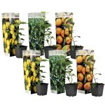 Plant in a box - mélange de citrons - set de 6 - citrus limon - hauteur 25 - 40cm - ?9cm Plant in a box - mélange de citrons - set de 6 - citrus limon - hauteur 25 - 40cm - ?9cm