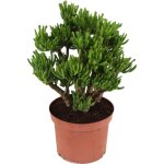 Plant in a box - arbre de jade - crassula ovata 'hobbit' - hauteur 45 - 50cm - ?23cm