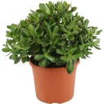 Arbre de jade - crassula ovata 'minor' - hauteur 30 - 35cm - ?17cm