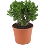 Plant in a box - arbre de jade - crassula ovata 'minor' - hauteur 60 - 65cm - ?30cm