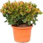 Arbre de jade - crassula ovata 'sunset' - hauteur 30 - 35cm - ?17cm