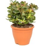 Plant in a box - arbre de jade - crassula ovata 'sunset' - hauteur 45 - 50cm - ?23cm