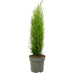 Plant in a box - cyprès toujours vert - cupressus sempervirens - hauteur 70 - 80cm - ?19cm Plant in a box - cyprès toujours vert - cupressus sempervirens - hauteur 70 - 80cm - ?19cm