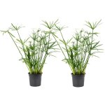 Plant in a box - papyrus - set de 2 - cyperus alternifolius - hauteur 40 - 50cm - ?14cm Plant in a box - papyrus - set de 2 - cyperus alternifolius - hauteur 40 - 50cm - ?14cm