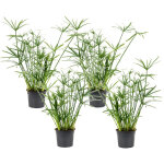 Plant in a box - papyrus - set de 4 - cyperus alternifolius - hauteur 40 - 50cm - ?14cm