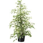 Plant in a box - ficus pleureur - ficus benjamina 'twilight' - hauteur 100 - 110cm - ?21cm Plant in a box - ficus pleureur - ficus benjamina 'twilight' - hauteur 100 - 110cm - ?21cm