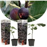 Plant in a box - figuier de barbarie - set de 2 - ficus carica 'brown turkey' - h25 - 40cm - ?9cm