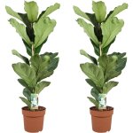 Plant in a box - figuier  feuilles de violon - set de 2 - ficus lyrata - hauteur 70 - 90cm - ?21cm