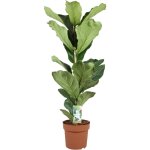 Figuier  feuilles de violon - ficus lyrata - hauteur 70 - 90cm - ?21cm