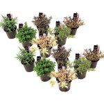 Plant in a box - buisson de véronique - set de 12 - hebe pinguifolia - hauteur 15 - 20cm - ?10, 5cm Plant in a box - buisson de véronique - set de 12 - hebe pinguifolia - hauteur 15 - 20cm - ?10, 5cm