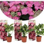 Plant in a box - hortensia - set de 3 - hydrangea macrophylla 'red bull' - hauteur 25 - 40cm - ?9cm