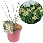 Plant in a box - hortensia - hydrangea paniculata 'confetti' - hauteur 25 - 40cm - ?19cm Plant in a box - hortensia - hydrangea paniculata 'confetti' - hauteur 25 - 40cm - ?19cm