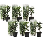 Plant in a box - jasmin étoilé - set de 6 - trachelospermum jasminoides - hauteur 25 - 40cm - ?9cm Plant in a box - jasmin étoilé - set de 6 - trachelospermum jasminoides - hauteur 25 - 40cm - ?9cm