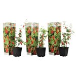 Plant in a box - baie de goji - set de 3 - lycium barbarum - hauteur 25 - 40cm - ?9cm