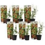 Plant in a box - baie de goji - set de 6 - lycium barbarum - hauteur 25 - 40cm - ?9cm