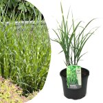 Plant in a box - roseau de chine - miscanthus sinensis 'zebrinus' - hauteur 20 - 30cm - ?23cm Plant in a box - roseau de chine - miscanthus sinensis 'zebrinus' - hauteur 20 - 30cm - ?23cm