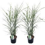 Plant in a box - roseau de chine - set de 2 - miscanthus sinensis 'zebrinus' - h20 - 30cm - ?23cm Plant in a box - roseau de chine - set de 2 - miscanthus sinensis 'zebrinus' - h20 - 30cm - ?23cm