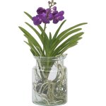 Plant in a box - orchid�e - vanda 'blue' - hauteur 40 - 50cm - ?14cm