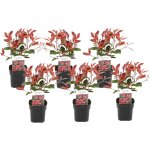 Plant in a box - feuille de noyer - set de 6 - photinia fraseri 'red robin' - h30 - 40cm - ?17cm