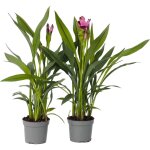 Plant in a box - plante tropicale - set de 4 - curcuma 'siam splash' - hauteur 50 - 70cm - ?13cm Plant in a box - plante tropicale - set de 4 - curcuma 'siam splash' - hauteur 50 - 70cm - ?13cm