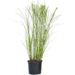 Plant in a box - roseau de chine - miscanthus sinensis 'gracillimus' - hauteur 40 - 60cm - ?23cm Plant in a box - roseau de chine - miscanthus sinensis 'gracillimus' - hauteur 40 - 60cm - ?23cm