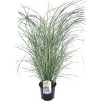 Plant in a box - roseau de chine - miscanthus sinensis 'red chief' - hauteur 40 - 60cm - ?23cm Plant in a box - roseau de chine - miscanthus sinensis 'red chief' - hauteur 40 - 60cm - ?23cm