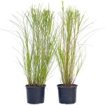 Plant in a box - roseau de chine - set de 2 - miscanthus 'gracillimus' - h40 - 60cm - ?23cm Plant in a box - roseau de chine - set de 2 - miscanthus 'gracillimus' - h40 - 60cm - ?23cm