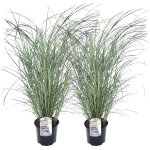 Roseau de chine - set de 2 - miscanthus sinensis 'red chief' - h40 - 60cm - ?23cm Roseau de chine - set de 2 - miscanthus sinensis 'red chief' - h40 - 60cm - ?23cm