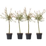 Plant in a box - saule crevette - set de 4 - salix integra 'flamingo' - hauteur 60 - 80cm - ?17cm