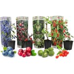 Plant in a box - plantes fruitires - set de 4 - actinidia, vaccinium, lycium - h25 - 40cm - ?9cm