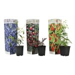 Plant in a box - mlange de plantes fruitires - set de 3 - lycium, vaccinium - h25 - 40cm - ?9cm