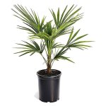 Plant in a box - palmier de chine - trachycarpus fortunei - hauteur 35 - 45cm - ?15cm