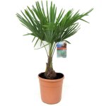 Plant in a box - palmier de chine - trachycarpus fortunei - hauteur 65 - 75cm - ?21cm Plant in a box - palmier de chine - trachycarpus fortunei - hauteur 65 - 75cm - ?21cm