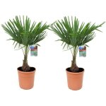 Plant in a box - palmier de chine - set de 2 - trachycarpus fortunei - hauteur 65 - 75cm - ?21cm Plant in a box - palmier de chine - set de 2 - trachycarpus fortunei - hauteur 65 - 75cm - ?21cm