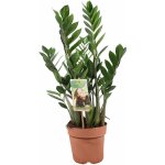 Plante zz, zamioculcas zamiifolia, hauteur 60cm