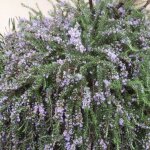 Vivaio garden forest - plant de romarin prostr� en pot de 14 cm