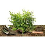Ab�lie kaleidoscope� / pot de 4l