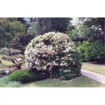 Plante boule de neige viburnum opulus maypole royal photo pot 24cm Plante boule de neige viburnum opulus maypole royal photo pot 24cm