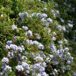 Plumbago du cap, dentaire du cap / pot de 3l Plumbago du cap, dentaire du cap / pot de 3l