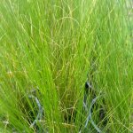 Plante stipa vivace - cheveux d'ange pot 10, 5cm