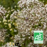 Val�riane officinale bio | conditionnement: lot de 3 godets