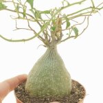 Plante vivace grimpante gerrardanthus macrorhizus royal photo Plante vivace grimpante gerrardanthus macrorhizus royal photo