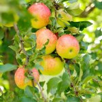 Pommier 'elstar' (malus domestica 'elstar')