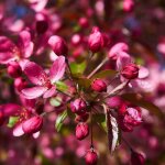 Pommier d'ornement coccinella� 'courtarou', malus / pot de 7, 5l