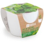 Radis et capucine - pot de culture en c�ramique - basilic grand vert - 8 cm